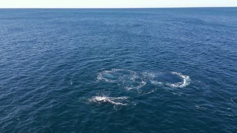 Reverse-aerial-of-humpback-whales-blowing-water-spout-on-the-blue-ocean