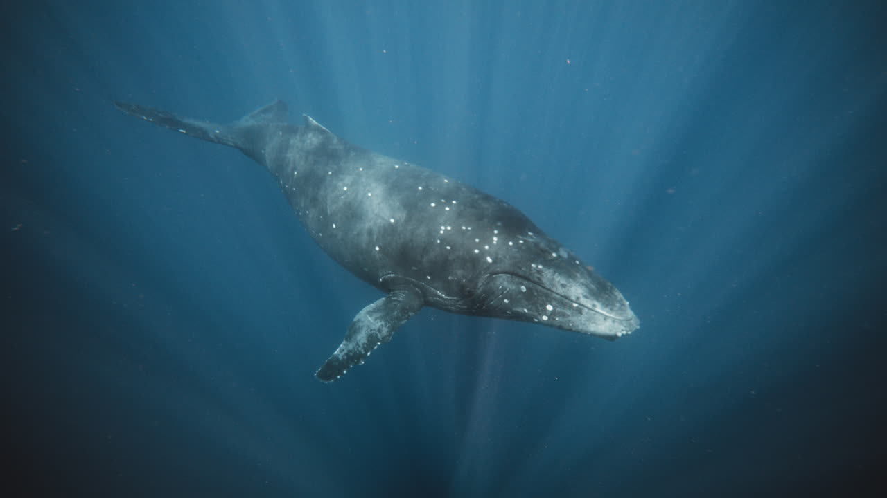 Full body establishing shot of humpback whale with light rays descending into underwater abyss