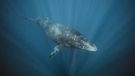 Full-body-establishing-shot-of-humpback-whale-with-light-rays-descending-into-underwater-abyss