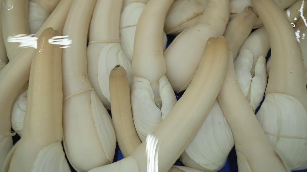 Vongole pallide sommerse. Molluschi crudi con consistenza cremosa e sifoni tubolari stipati strettamente. Esposizione di frutti di mare biologici con vongole pallide sommerse in acqua e sifoni in un ambiente di stoccaggio di mercato.