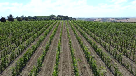 uvas de vino en los viñedos montañosos de la región de marche