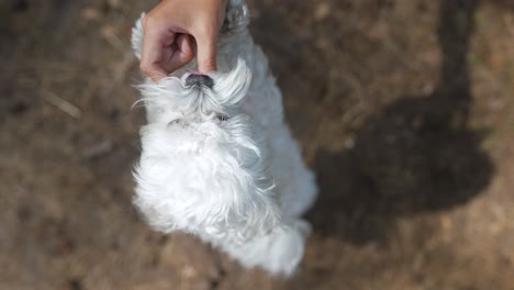 child playing with a white dog