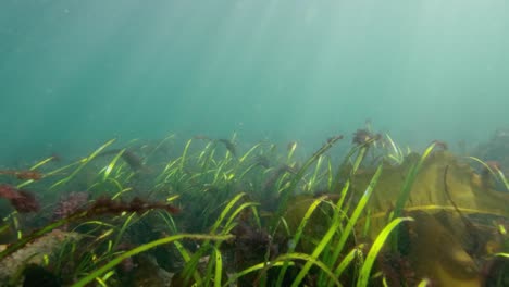 eel grass patch in the pacific northwest