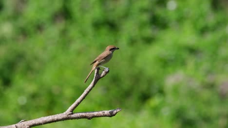 Auf-Einem-Abgestorbenen-Ast-Sitzend-Gesehen,-Verändert-Die-Position,-Schaut-Zur-Kamera,-Fliegt-Nach-Rechts-Weg