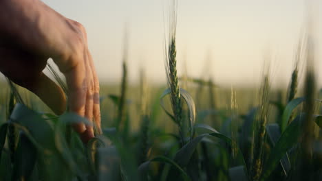 farmer hand touching wheat spikelets close up. man check farmland unripe harvest