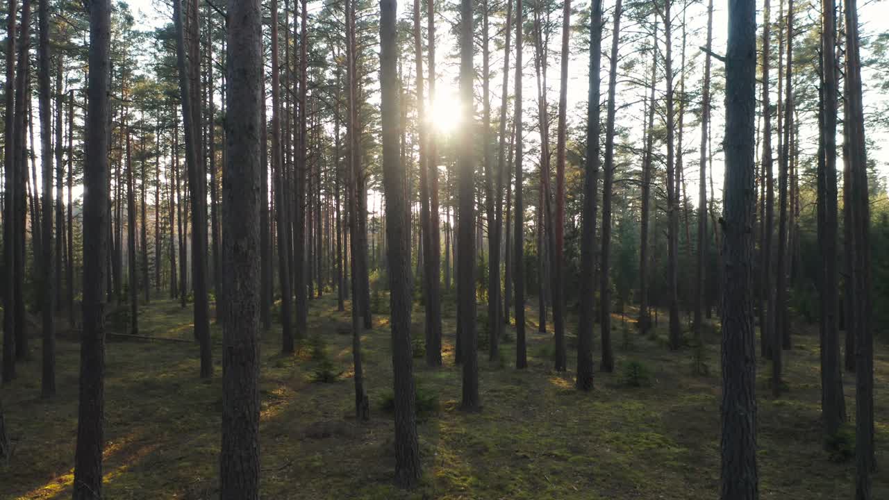 AEREA: Foresta in tarda serata con gli ultimi raggi di sole che illuminano il sottobosco