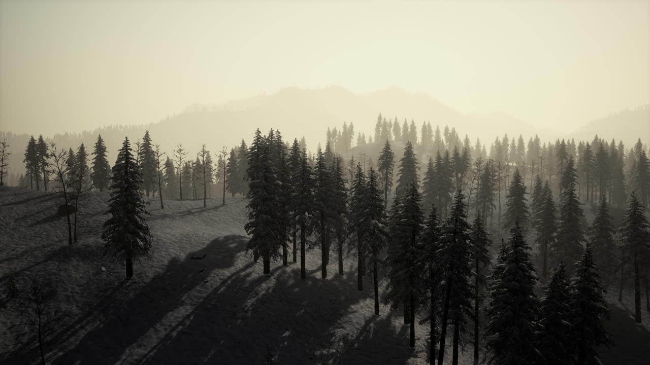 소나무 숲 이 있는 안개 가  ⁇ 인 산악 풍경