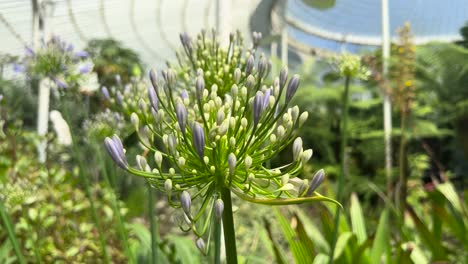 african lily pre-bloom stage botanical garden