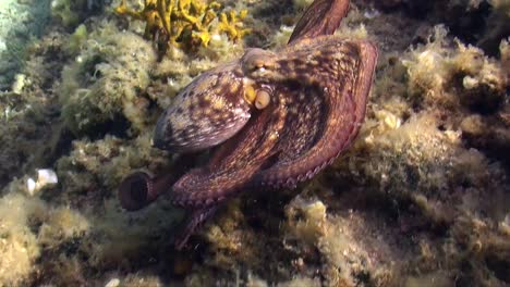 reef octopus swimming over reef in the mediterranean sea