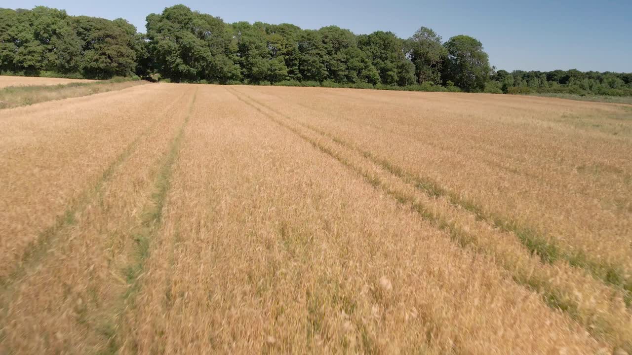vista aérea de campos de cultivo de trigo amarillo y verde en tierras agrícolas