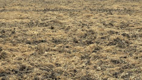 medium view pan across mowed hay on the ground, moselle, france, textured surface
