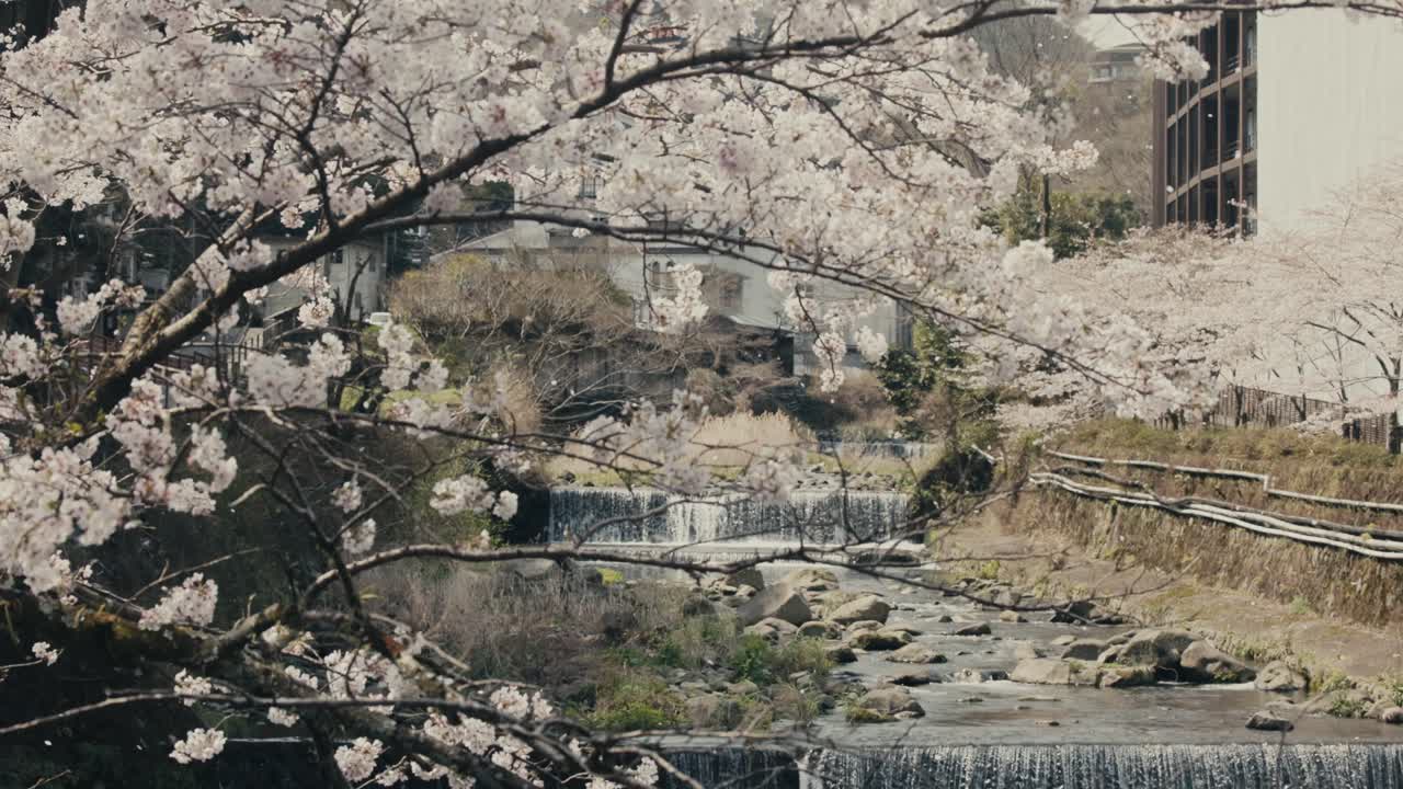la caída serena de los pétalos de los cerezos en flor y la cascada en el fondo en el parque hakone en japón