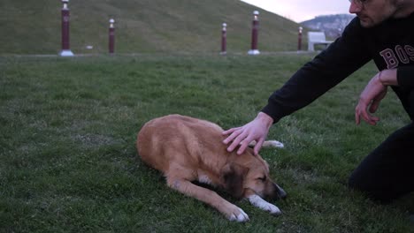 Amistad-Con-Animales