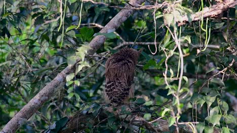 魚烏 (buffy fish owl) 是一個大型烏,但卻是四種烏中最小的