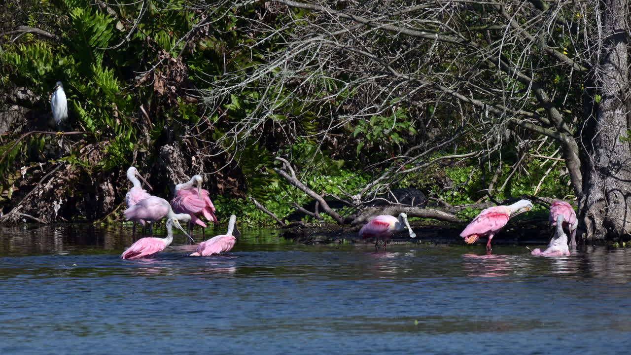 bandada de cucharaditas rosadas bañándose juntas al lado de los árboles de mangle