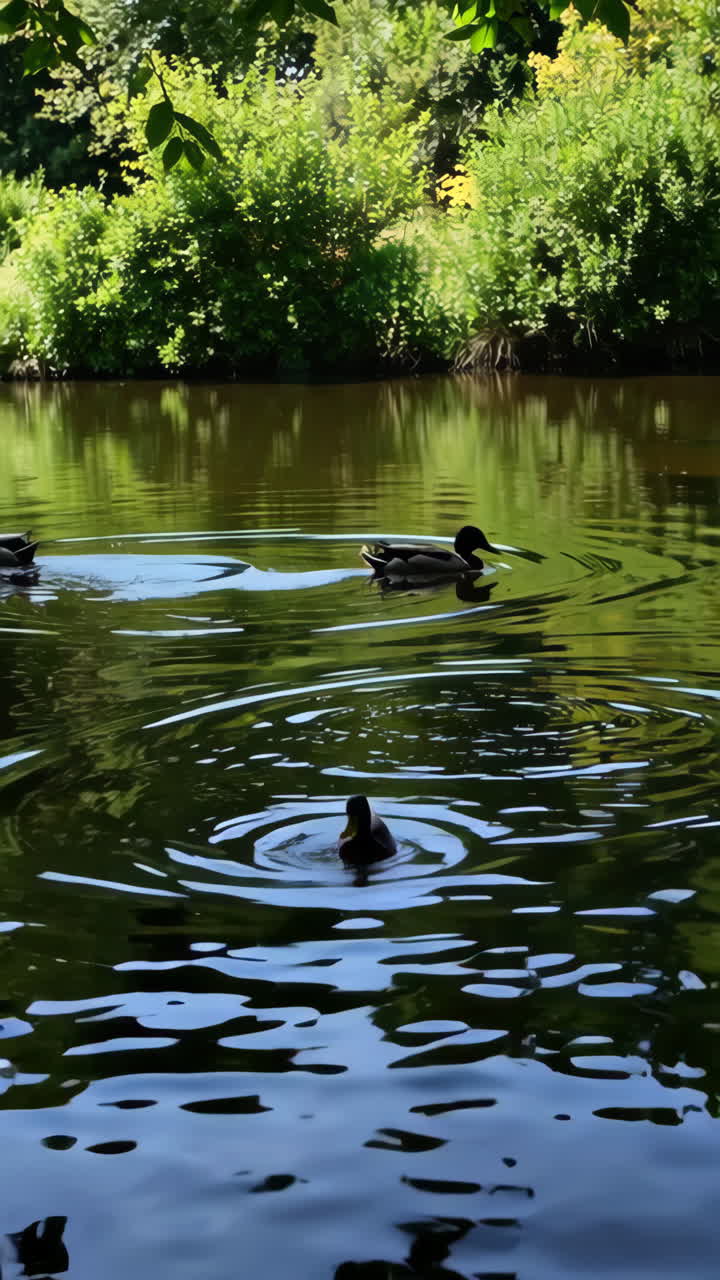 patos en un estanque en un parque