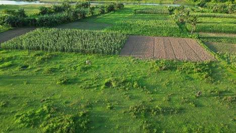 aerial view over corn plantation in virac, catanduanes, philippines - drone shot