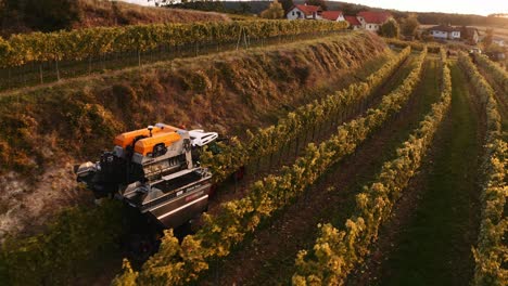 mechanical harvester moving over vineyard row during grape harvest, sunset drone