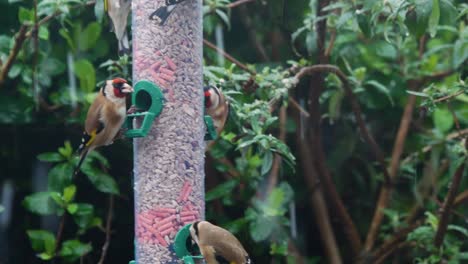 a group of colourful goldfinch feeding on a bird feeder in a uk garden with falling snow