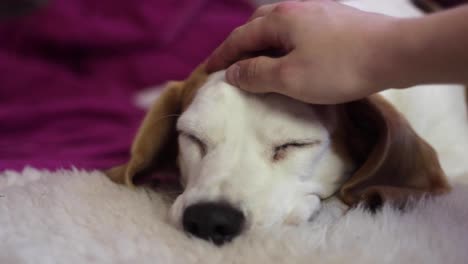 vista estática de un beagle tranquilo acostado sobre una alfombra blanca mientras una persona se acaricia y se rasca la cabeza