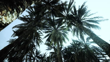 la parte inferior del árbol de coco con cielo despejado y sol brillante