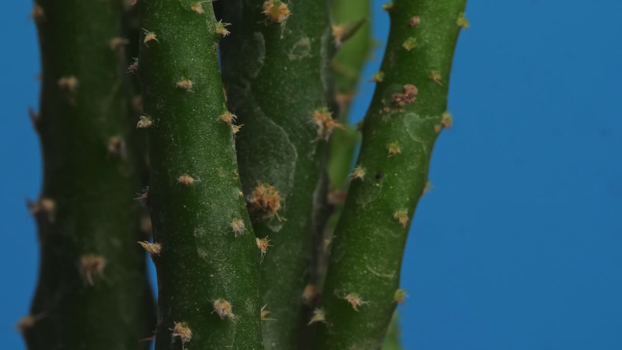 오시아 살미아나 식물이 파란 스크린 배경에서 자신을 중심으로 회전하는 클로즈업