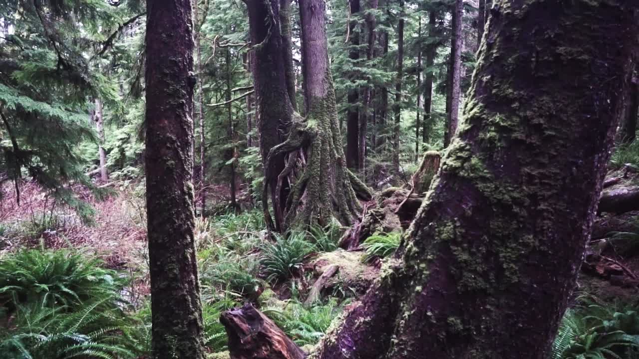 los árboles del bosque se desplazan hacia arriba