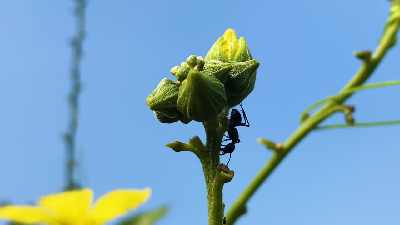 Svart stokkmaur under gul blomsterknopp som svaier i vinden, Bangladesh