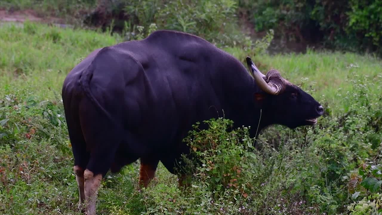 el gaur o el bisonte indio es un animal masivo como el bovino existente más grande encontrado en el sur y sureste de asia que está clasificado como vulnerable debido a la pérdida de hábitat y la caza