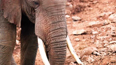 african bush elephant feeding mineral salt lick in aberdare national park, kenya africa