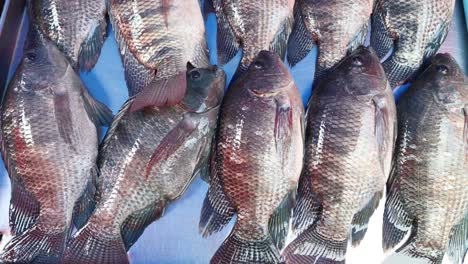 sequential display of fish being arranged