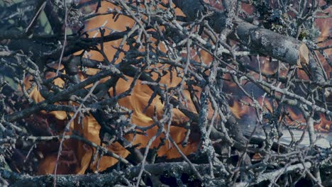 burning pile stack of tree branches close up time lapse