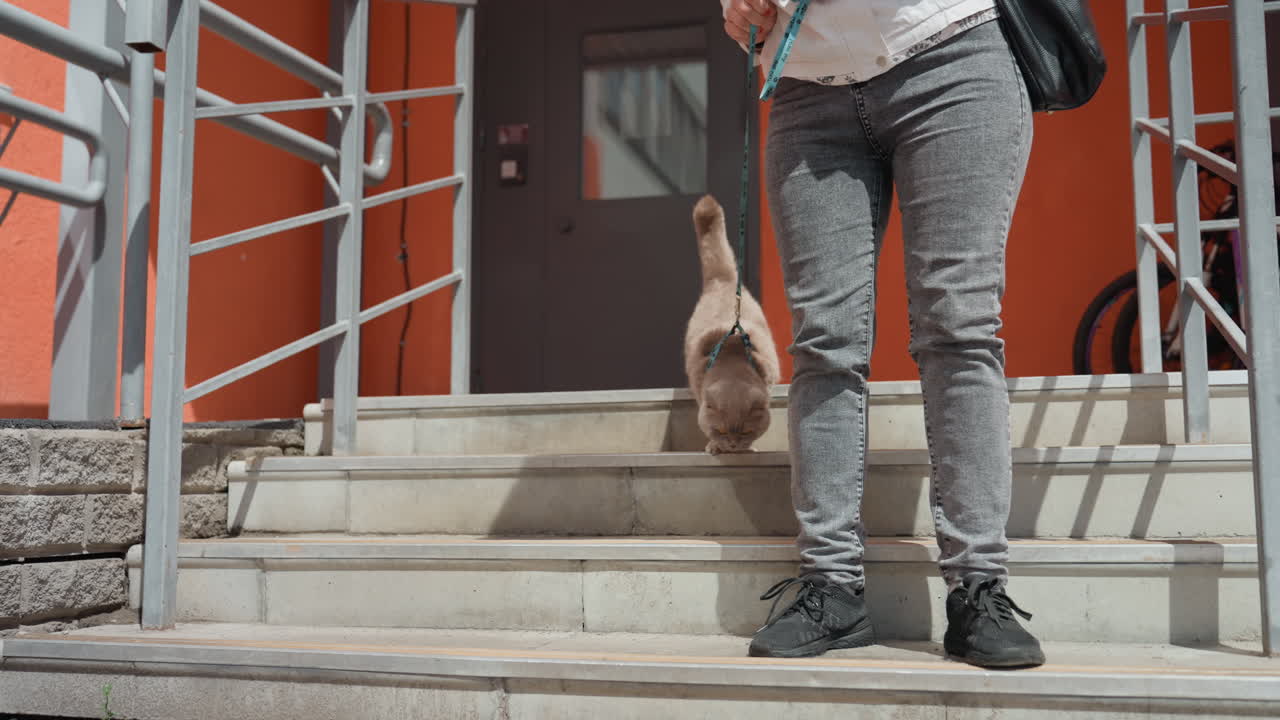 Cat Descending Concrete Steps With Owner, Small Brown Feline On Leash Steps Down From Orange Apartment Entrance Past Metal Railing And Parked Bicycle, Casual Jeans And Sneakers Visible, Sunny Daytime