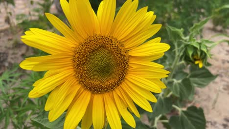 Leuchtend-Gelbe-Sonnenblumen-Im-Feld