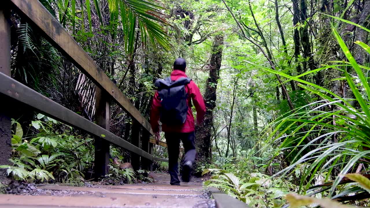 Man outdoors walking in the forest wearing red raincoat and backpack going down steps through native ferns and trees on Bridal Veil Falls track in New Zealand, Aotearoa