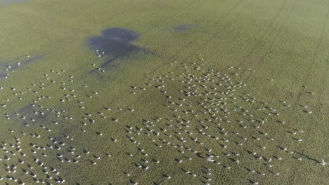 A-lot-of-gulls-on-a-green-field-in-the-sun