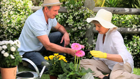 senior couple doing some gardening