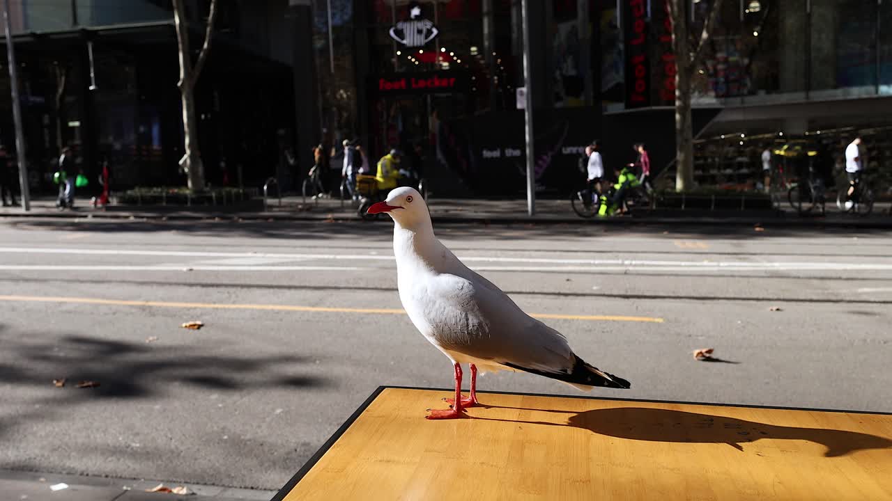 바다표범이 착륙하고 테이블에서 날아갑니다.