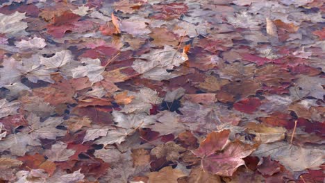 a close-up view of the dead leaves that make an outstanding background