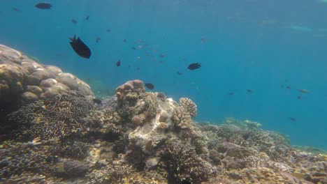 A-colorful-reef-floor-with-multiple-fish-and-blue-water