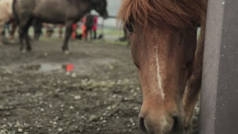 Cerca-De-Caballo-Mirando-Hacia-La-Cámara-En-Islandia