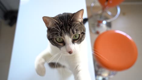 White-and-black-cat-playing-with-a-string-in-slow-motion-indoors-at-home