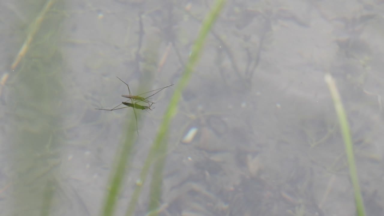 녹색 그라 뒤의 물 위를 걷는 물 스트라이더의 클로즈업
