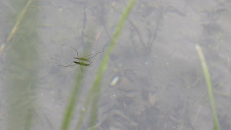 Nahaufnahme-Eines-Wasserläufers,-Der-Hinter-Grünem-Gras-über-Das-Wasser-Läuft