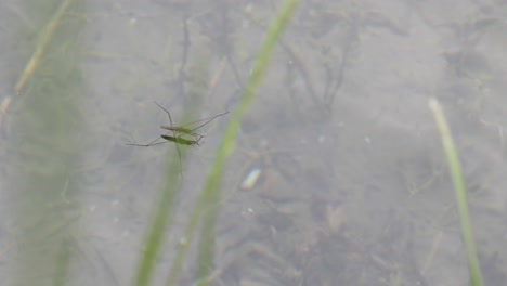 cerca de un zancudo de agua caminando sobre el agua detrás de green gras