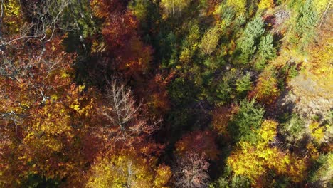 aerial top view of a colourful mixed autumnal forest, sunny