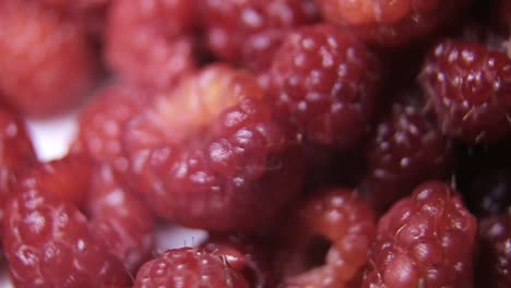 raspberry fruit background. close up of raspberry