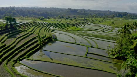 drone close up seen where the farmers are looking at the rice terece rice all these full trees are visible in front