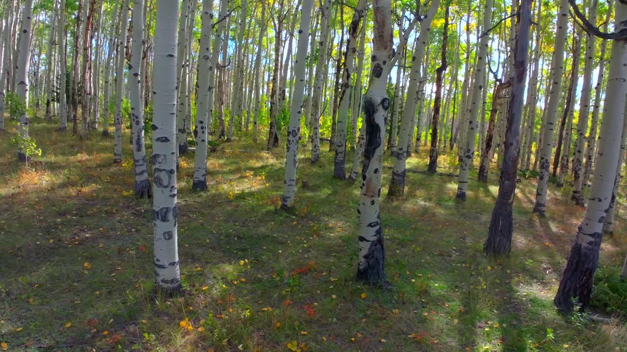 Mt Shavano ground level woods campground trailhead Kebler Pass Crested Butte Paonia dense tall mature Aspen Tree forest Colorado aerial drone ground level early morning sunny fall autumn left motion