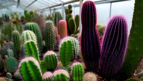 diverse cacti collection in a greenhouse